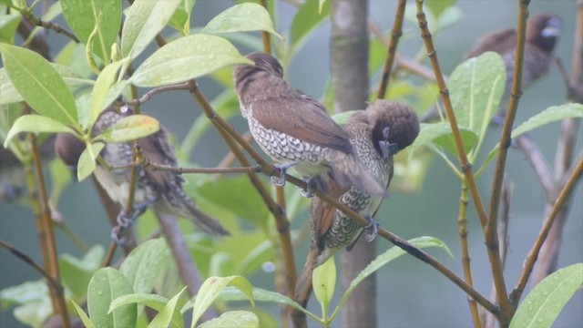 Scaly-breasted Munia (Scaled) - ML201655751