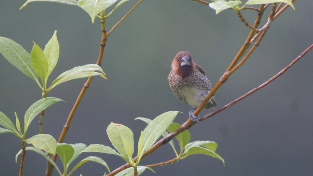 Scaly-breasted Munia (Scaled) - ML201655761