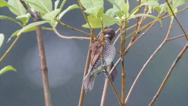 Scaly-breasted Munia (Scaled) - ML201655781