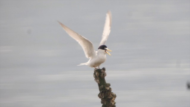 Крячок малий - ML201655831