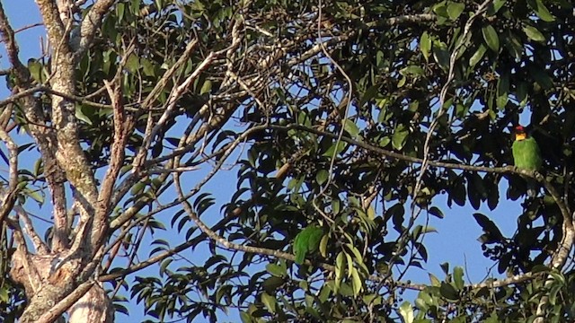 ミミアオゴシキドリ - eBird