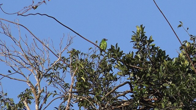 Necklaced Barbet - ML201655881