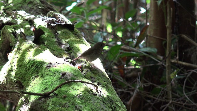 Rufous-tailed Robin - ML201655961