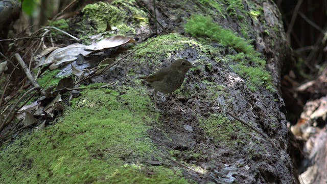 Rufous-tailed Robin - ML201655981