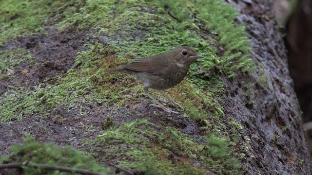 Rufous-tailed Robin - ML201655991