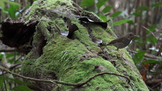 Rufous-tailed Robin - ML201656001
