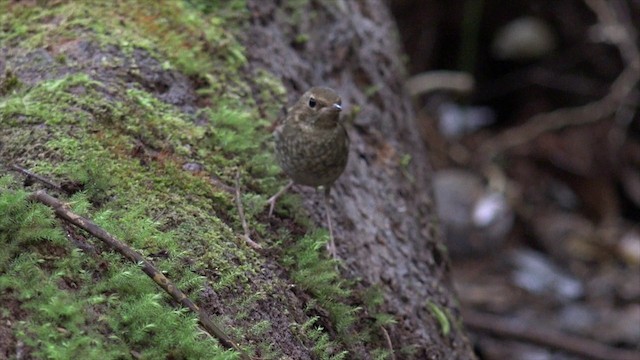 Rufous-tailed Robin - ML201656011