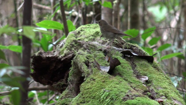 Rufous-tailed Robin - ML201656021