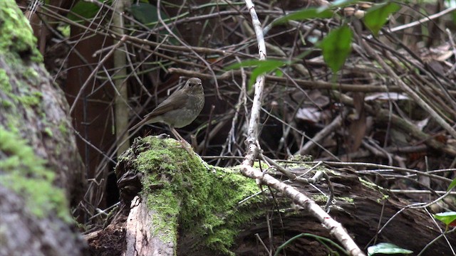 Rufous-tailed Robin - ML201656031