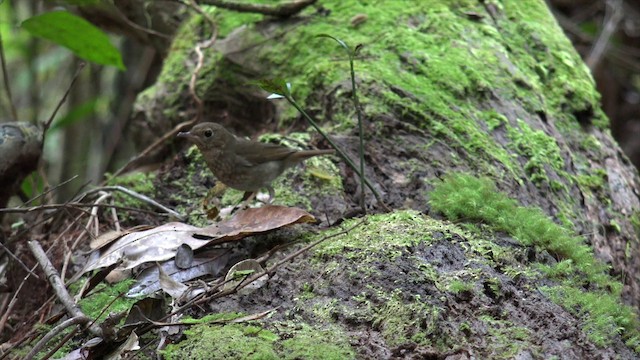 Rufous-tailed Robin - ML201656041