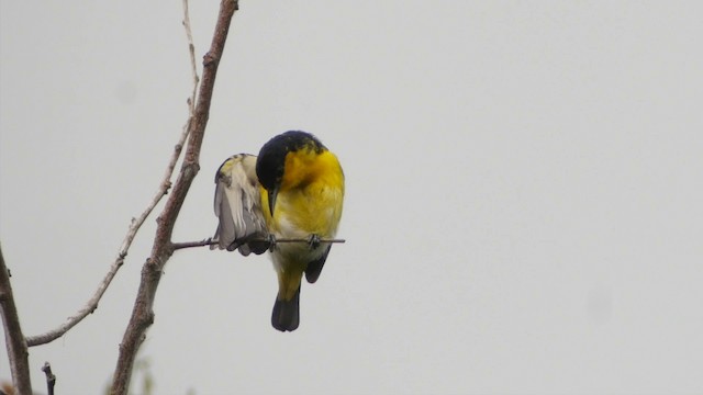 Common Iora - ML201656061