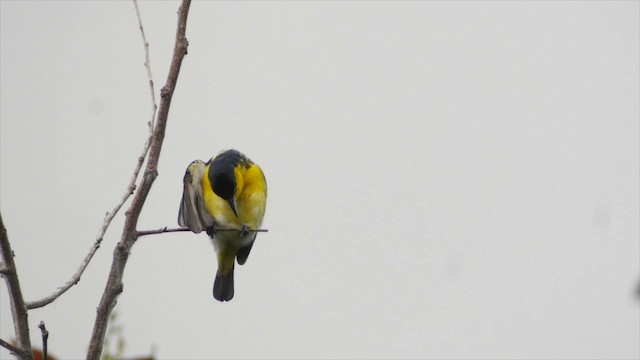 Common Iora - ML201656071