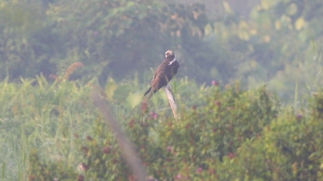 Balık Kartalı (haliaetus) - ML201656091