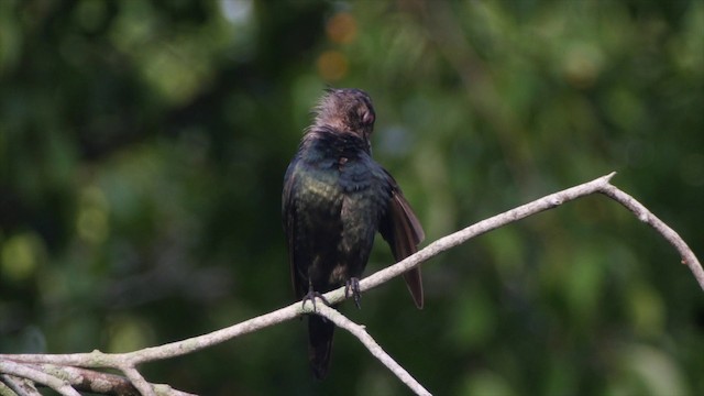 Asian Glossy Starling - ML201656101