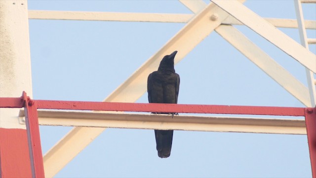 Corbeau à gros bec (groupe macrorhynchos) - ML201656111