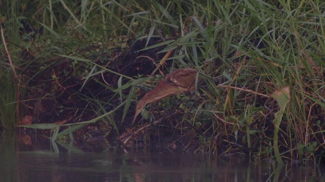 Yellow Bittern - ML201656121