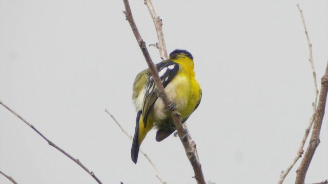 Common Iora - ML201656161