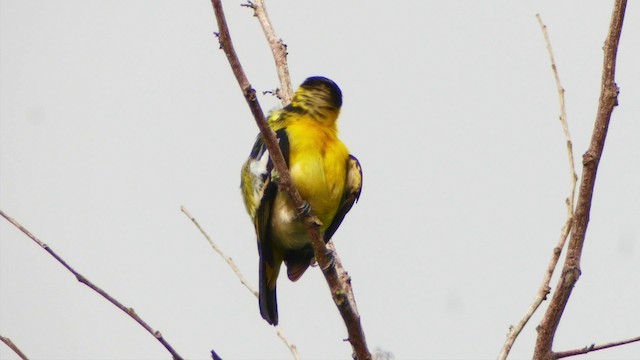 Common Iora - ML201656171