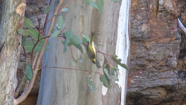 Gray-headed Honeyeater - ML201656181