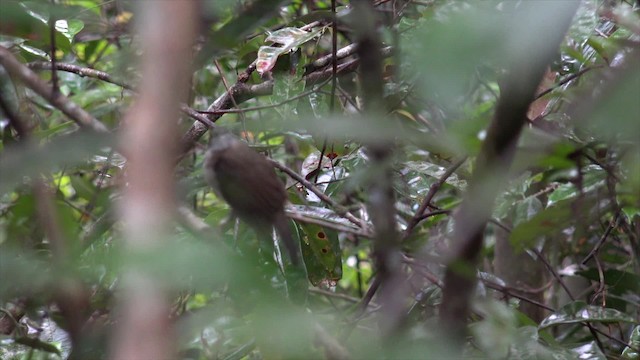 Hook-billed Bulbul - ML201656191