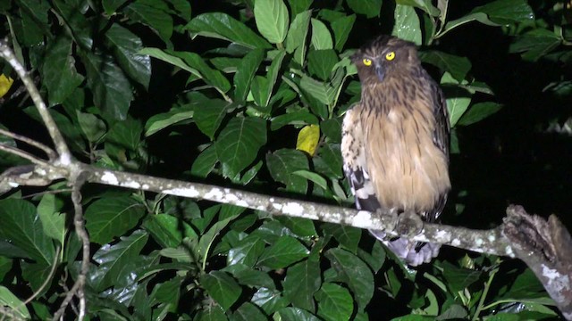 Buffy Fish-Owl - ML201656201