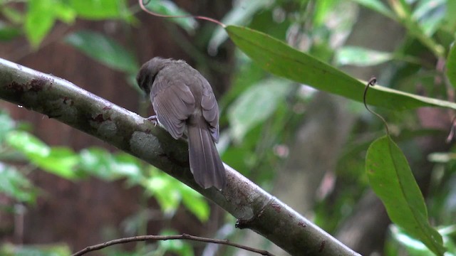 Hook-billed Bulbul - ML201656211