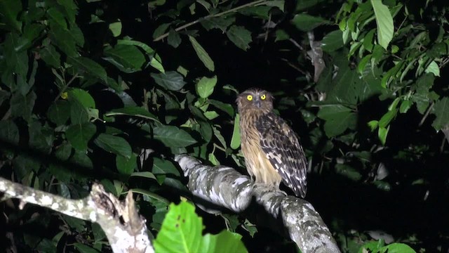 Buffy Fish-Owl - ML201656231