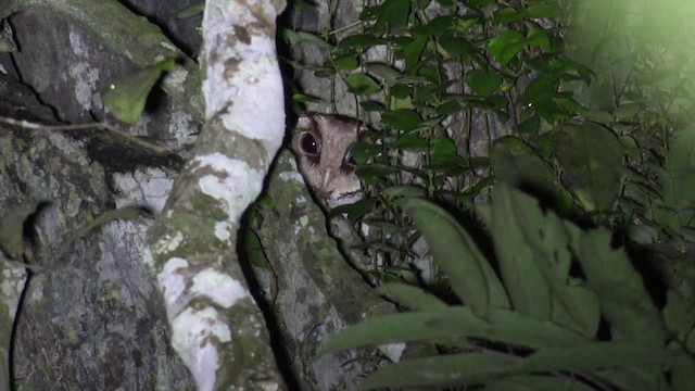 Phodile calong - ML201656241