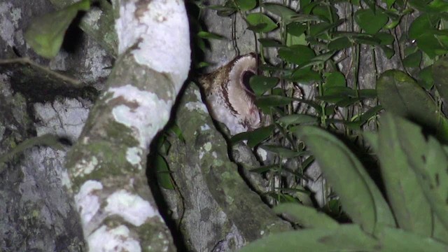 Phodile calong - ML201656251