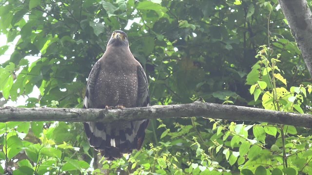 Crested Serpent-Eagle (Crested) - ML201656291