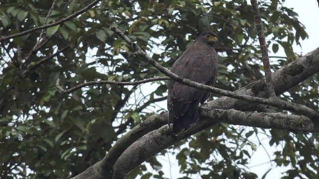 Crested Serpent-Eagle (Crested) - ML201656301