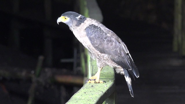 Crested Serpent-Eagle (Crested) - ML201656321