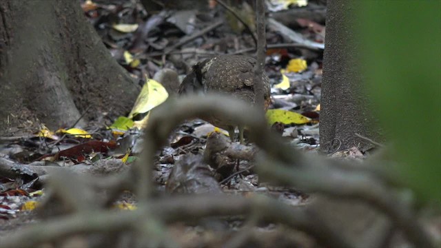 Sabah Partridge - ML201656371