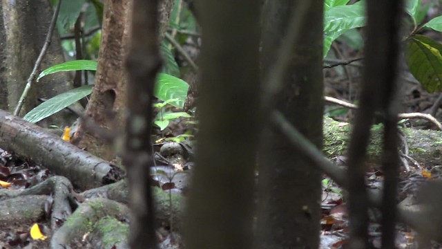 Sabah Partridge - ML201656381