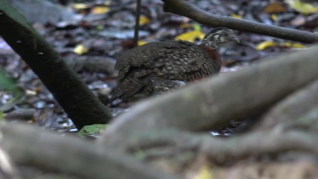 Arborófila Pechicastaña (graydoni) - ML201656401