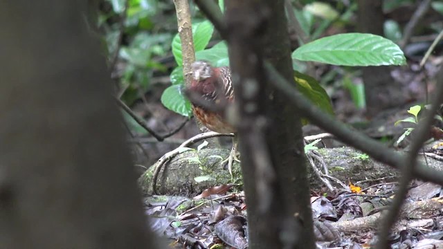 Arborófila Pechicastaña (graydoni) - ML201656421