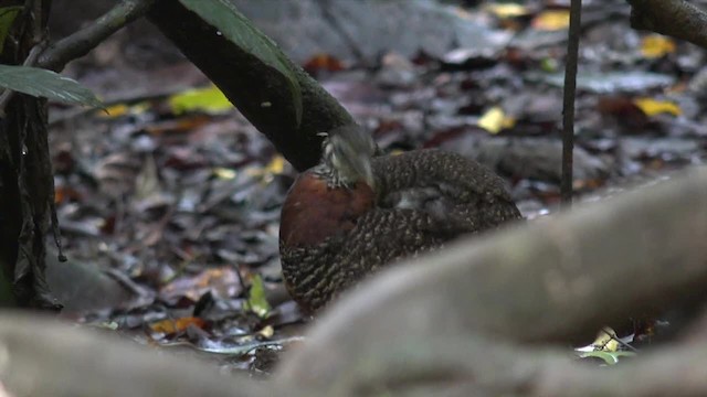 Arborófila Pechicastaña (graydoni) - ML201656541