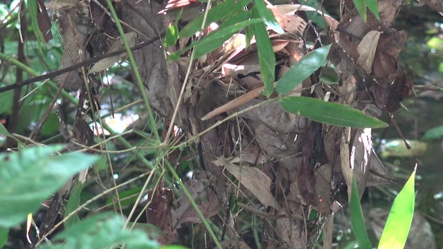 Gray-hooded Babbler - ML201656581