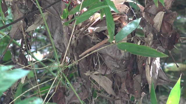 Gray-hooded Babbler - ML201656591