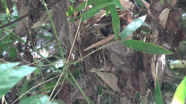 Gray-hooded Babbler - ML201656601