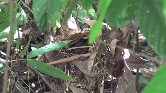 Gray-hooded Babbler - ML201656611