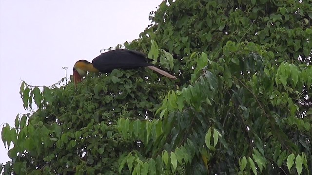 Wrinkled Hornbill - ML201656621