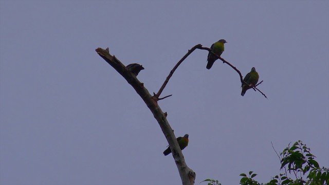 Little Green-Pigeon - ML201656631