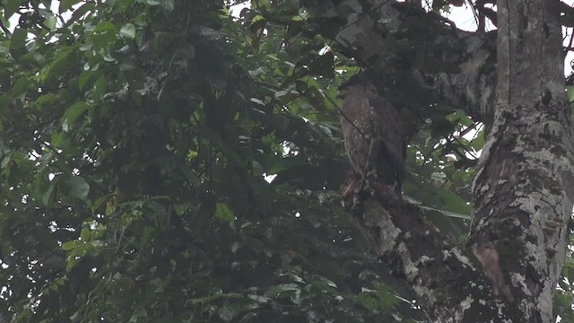 Crested Serpent-Eagle (Crested) - ML201656641