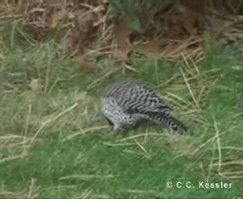 Northern Flicker (Yellow-shafted) - ML201656681