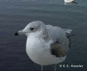 Ring-billed Gull - ML201656801