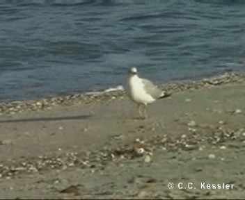 Ring-billed Gull - ML201656811