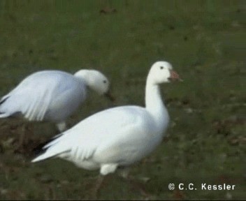 Snow Goose - ML201656841