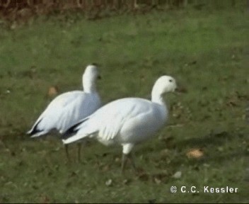 Snow Goose - ML201656851