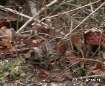 Song Sparrow (melodia/atlantica) - ML201656861